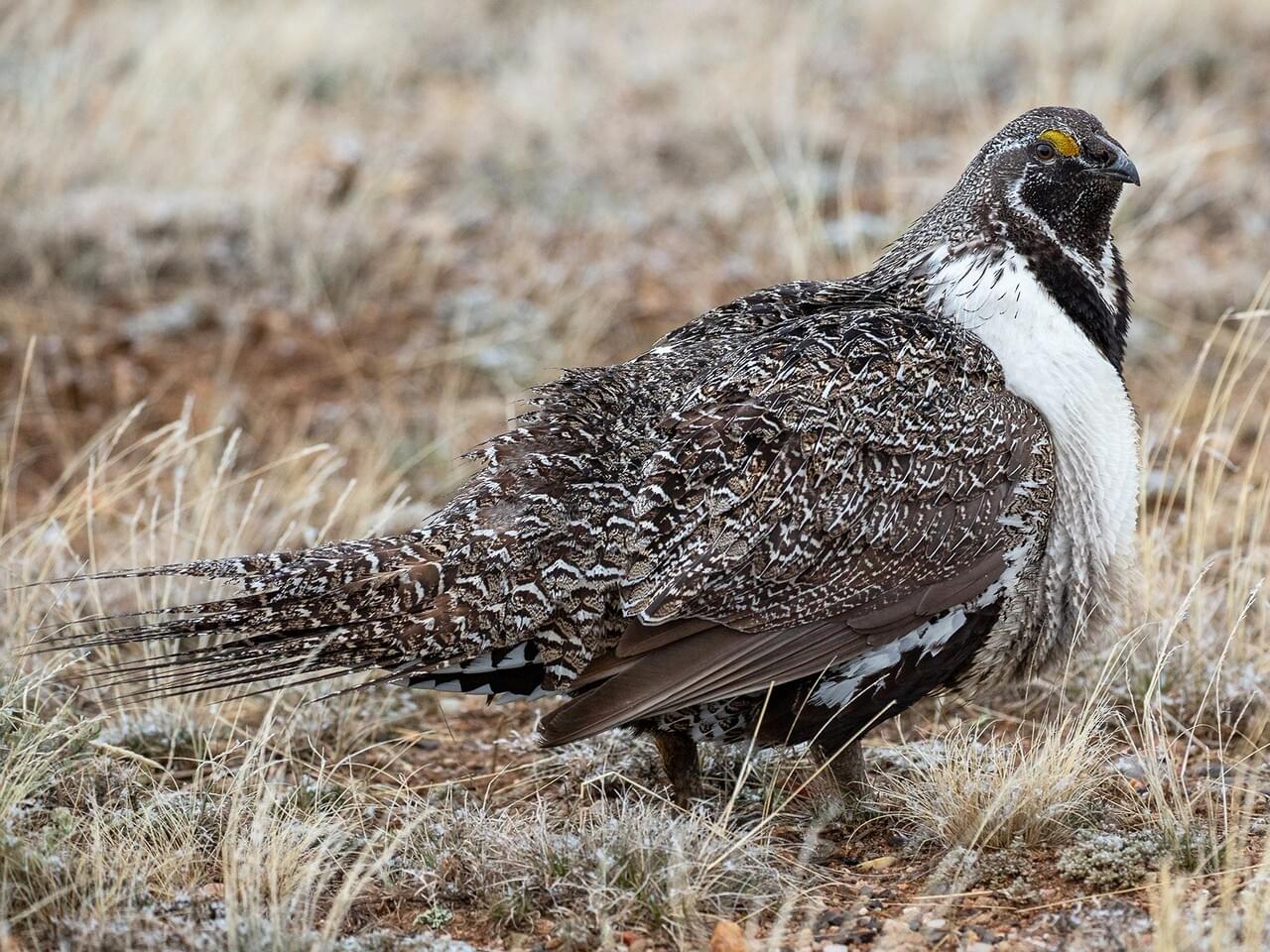 A male greater sage grouse (*Centrocercus urophasianus*).