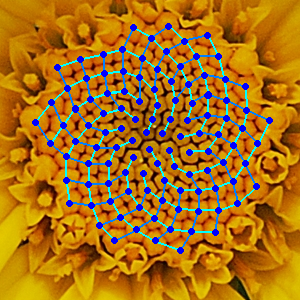 The numbers of spirals of disk flowers in yelow chamomile (Asteraceae: *Cota tinctoria*), correspond to by the seventh and eighth consecutive Fibonacci numbers: 13 (shown with <span style='color: cyan;'>cyan</span> lines) and 21 (shown with <span style='color: blue;'>blue</span> lines).  https://commons.wikimedia.org/w/index.php?title=File:FibonacciChamomile.PNG&oldid=826903124